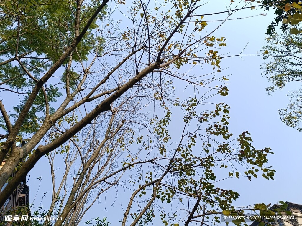 仰视下的繁茂树木枝叶