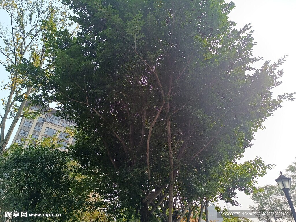 高大繁茂的绿植景观