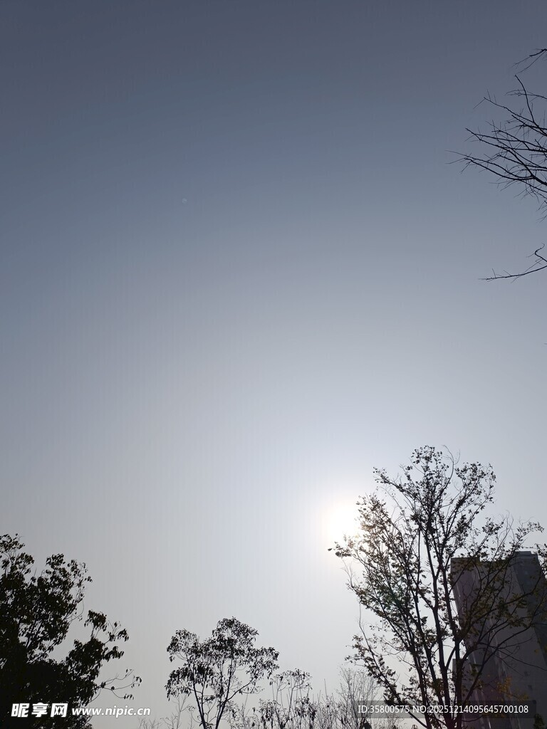 阳光下的树木与天空