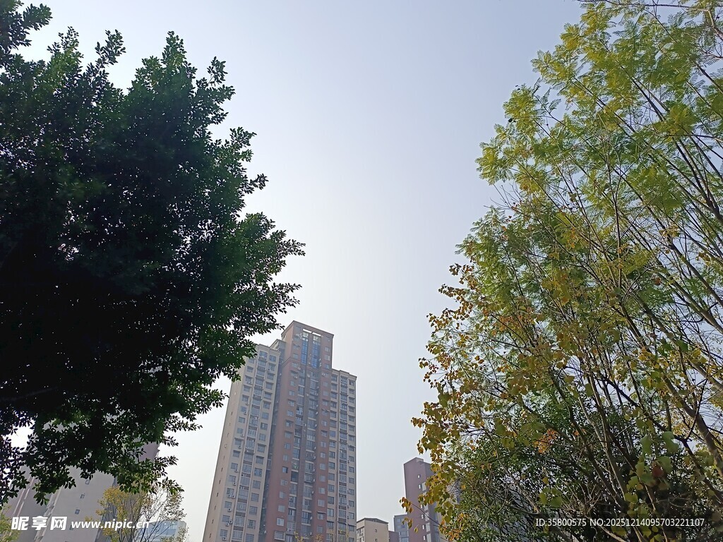 城市中树木与高楼景观