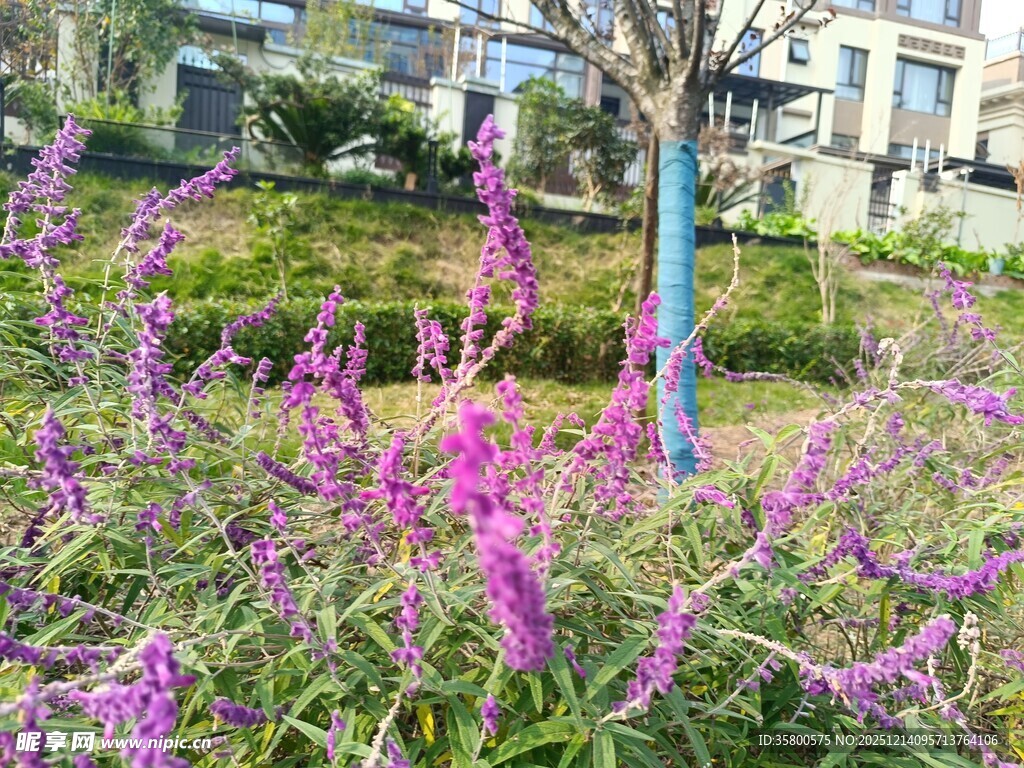 户外紫色花卉景观
