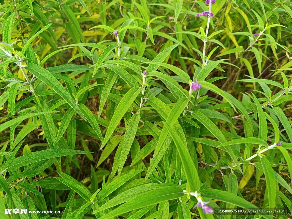 翠绿繁茂的草本植物