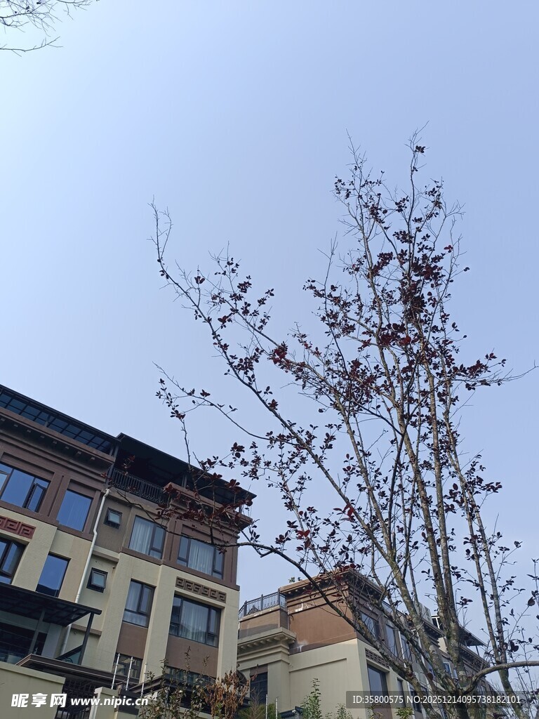 城市中带树的建筑景观