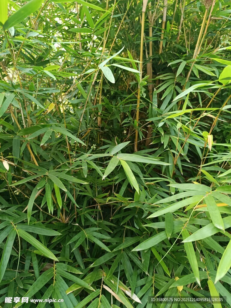 翠绿竹林景致