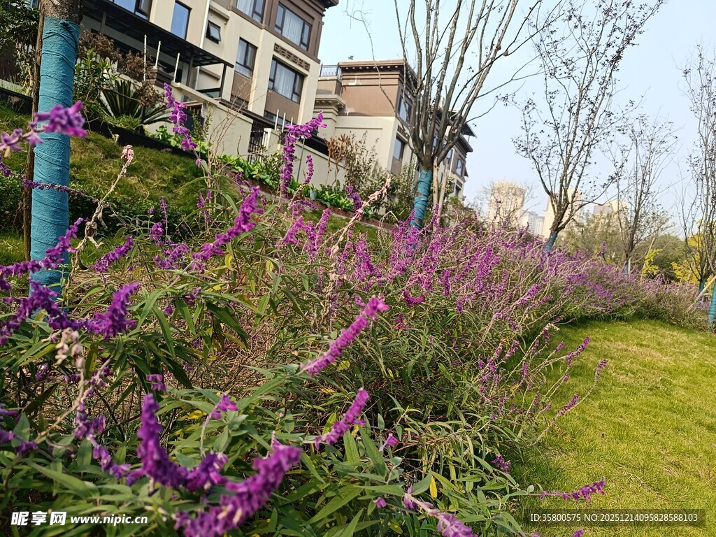 庭院紫色花卉与绿植景致