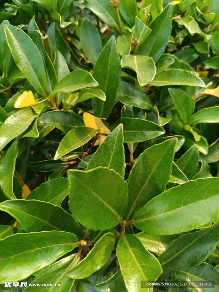 翠绿繁茂的植物叶片