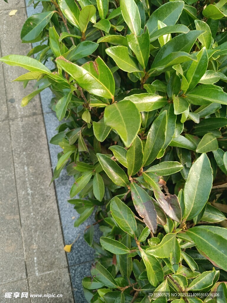 翠绿灌木植物特写