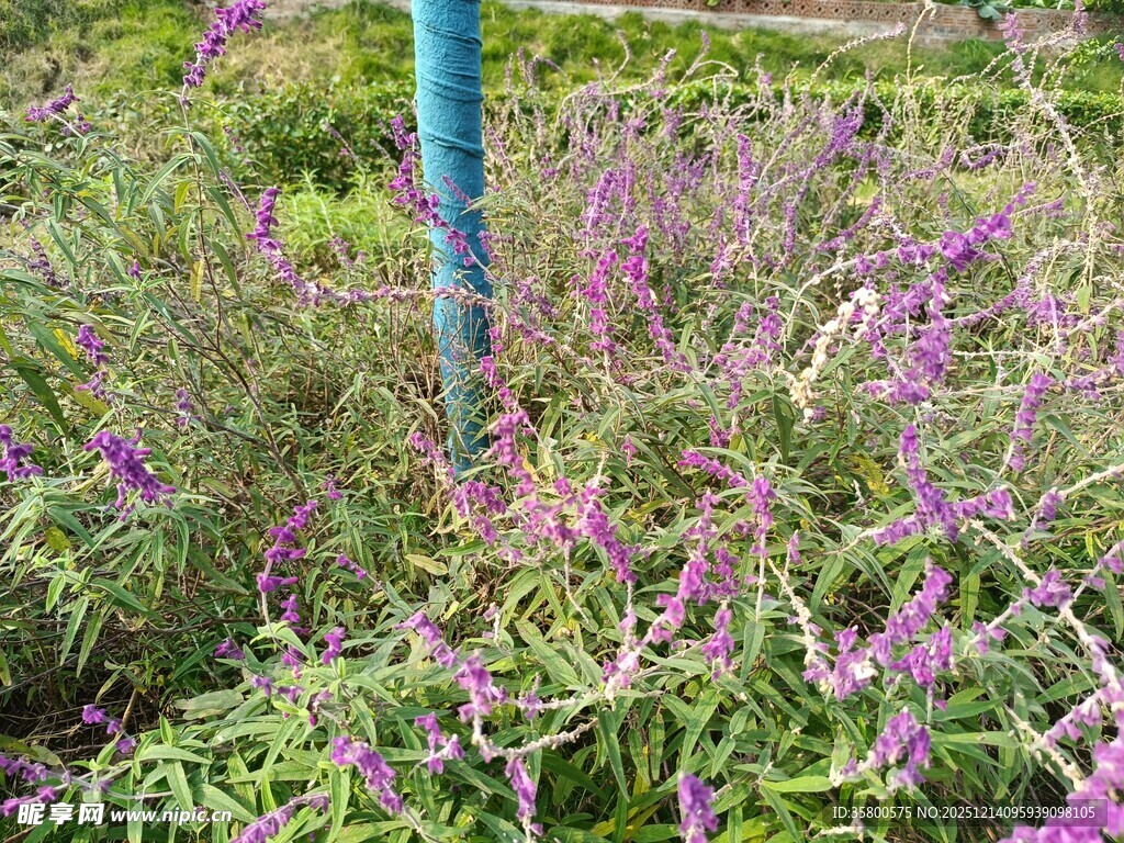紫色花卉丛中的蓝色杆子