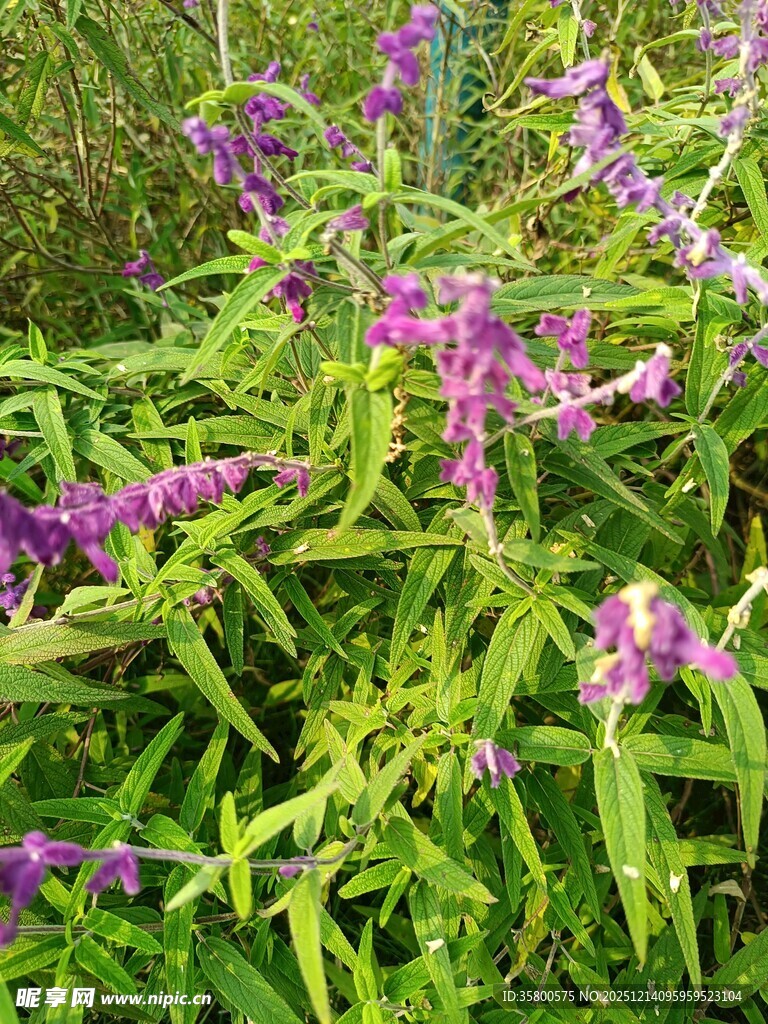 紫色花草与绿叶植物景观