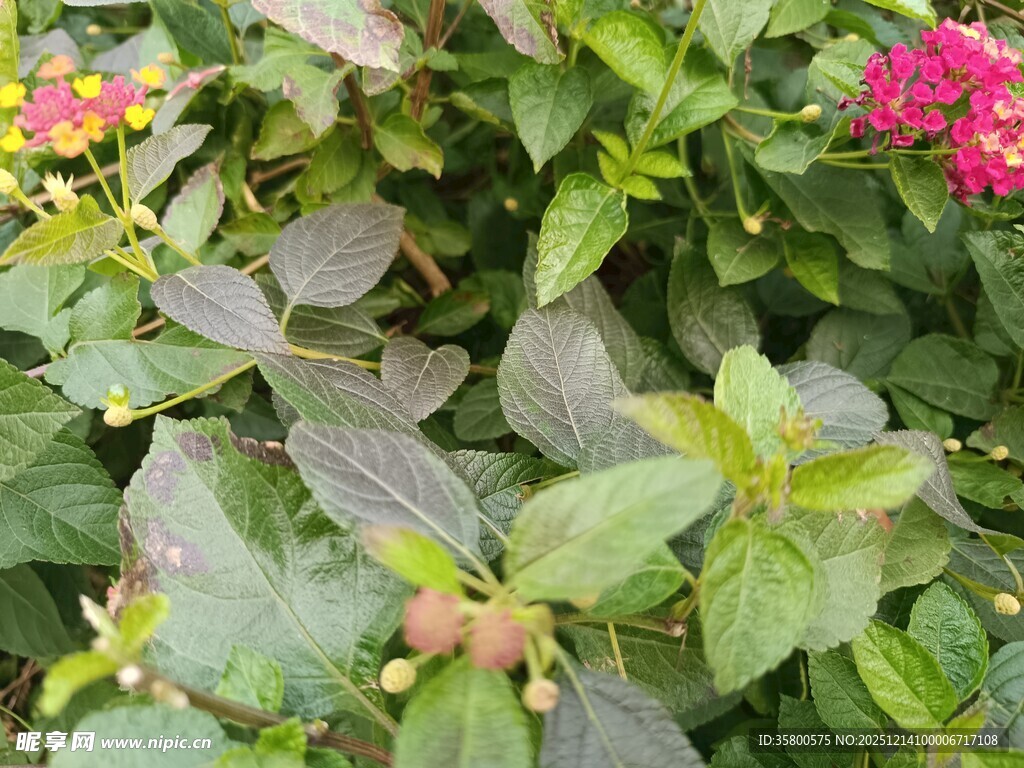 绿叶间绽放的多彩花卉