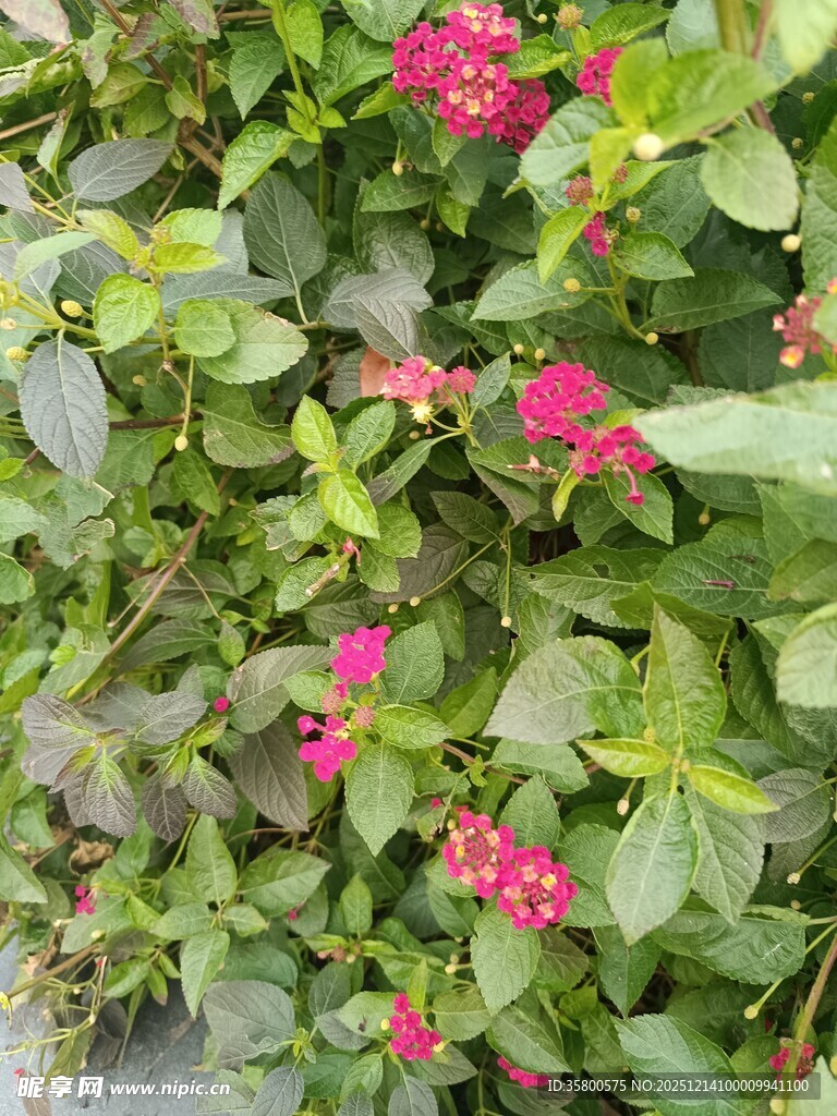 绿叶丛中绽放的娇艳红花