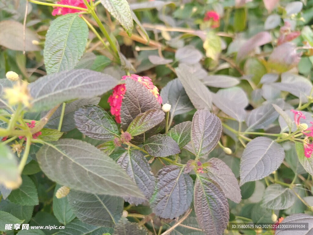 绿叶间的娇艳红色花朵