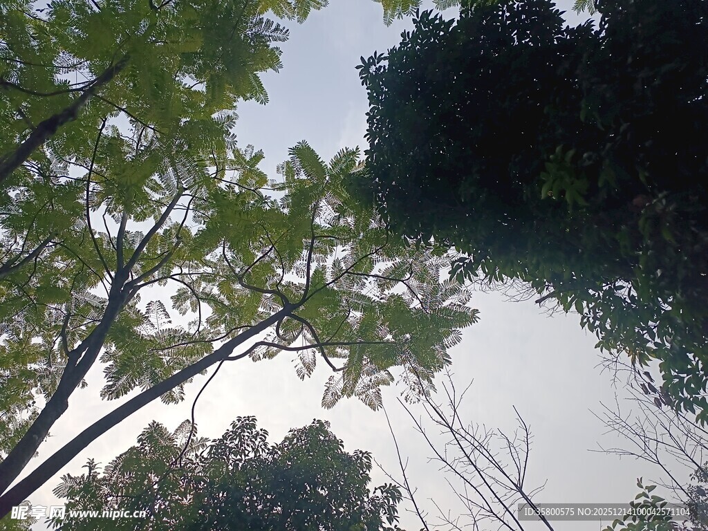 仰视林间枝叶与天空