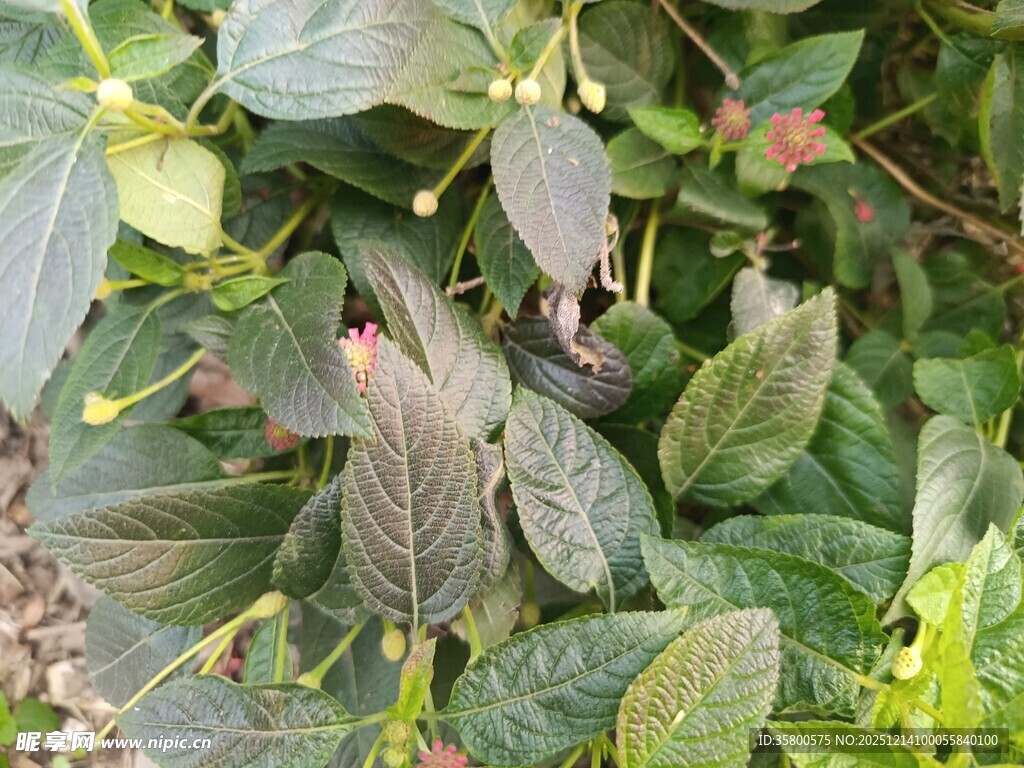 绿叶丛中的多彩叶片