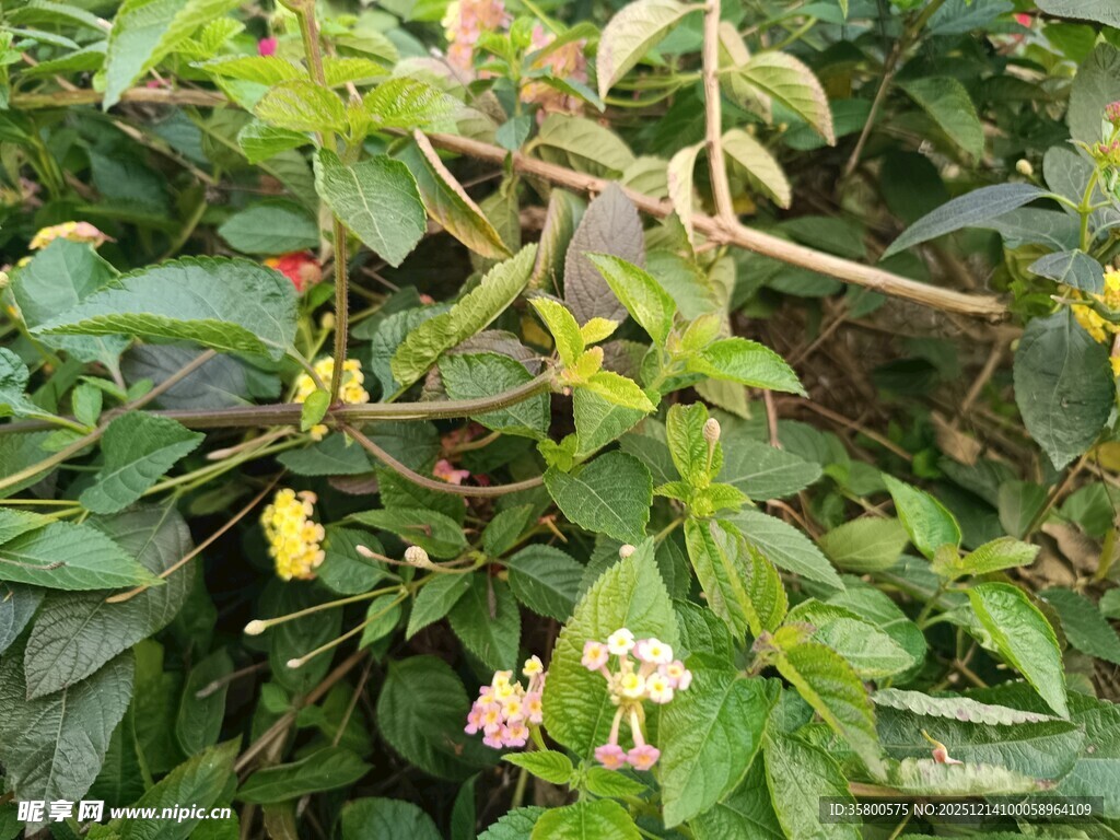 绿叶间的多彩小花