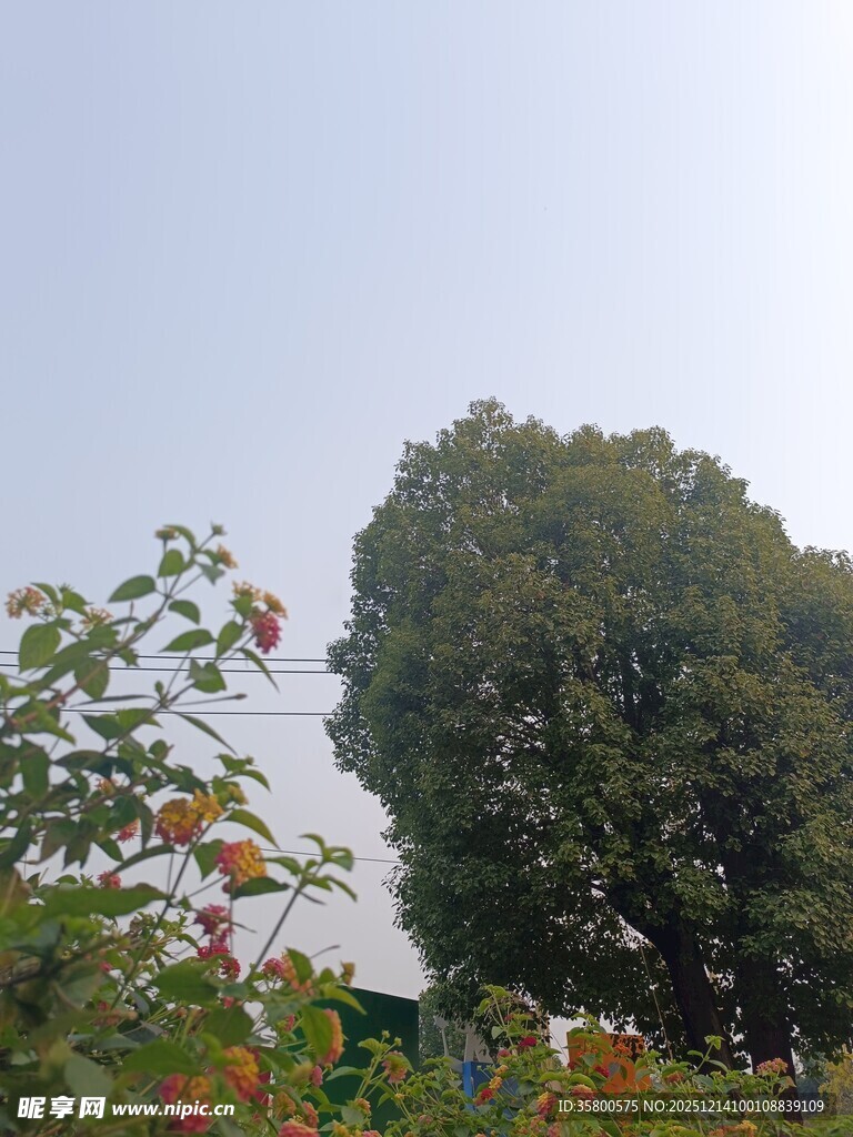 户外繁茂绿植景观