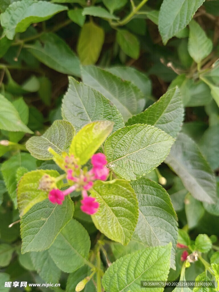 绿叶间的娇艳粉色小花