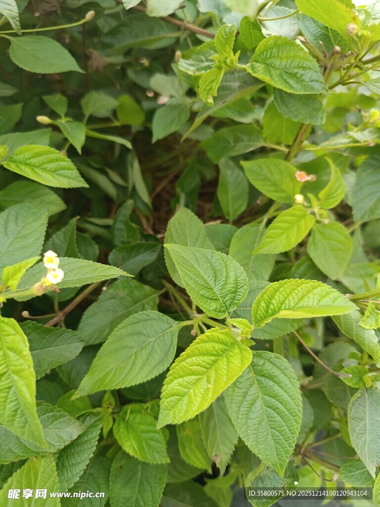 翠绿叶片与白色小花植物