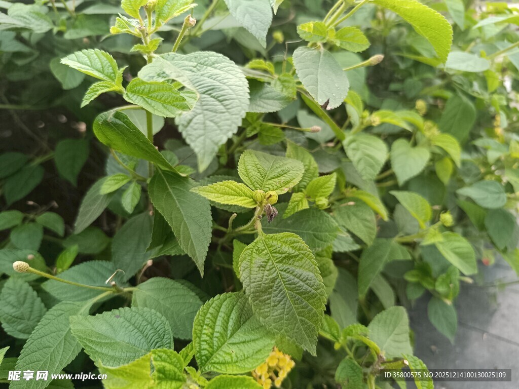 绿叶繁茂的植物景观