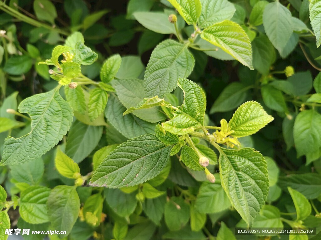 嫩绿清新的薄荷植株