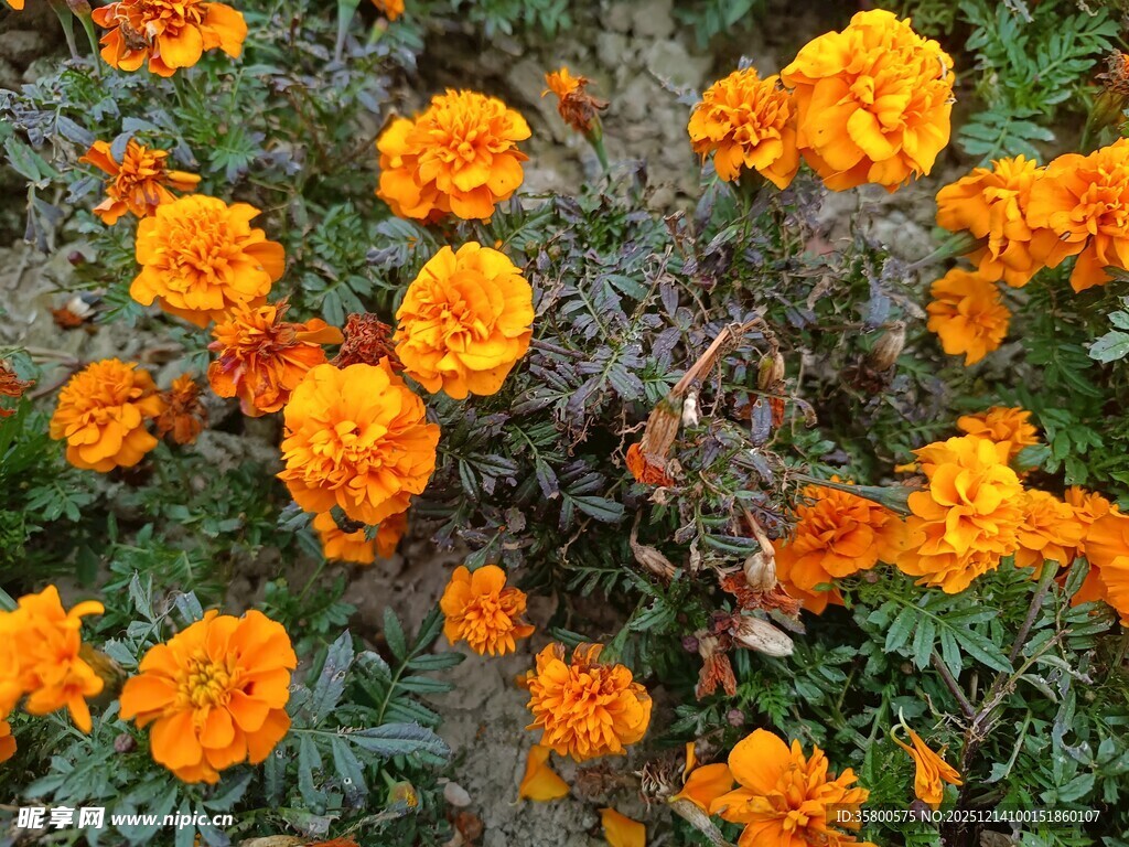 鲜艳万寿菊绽放生机