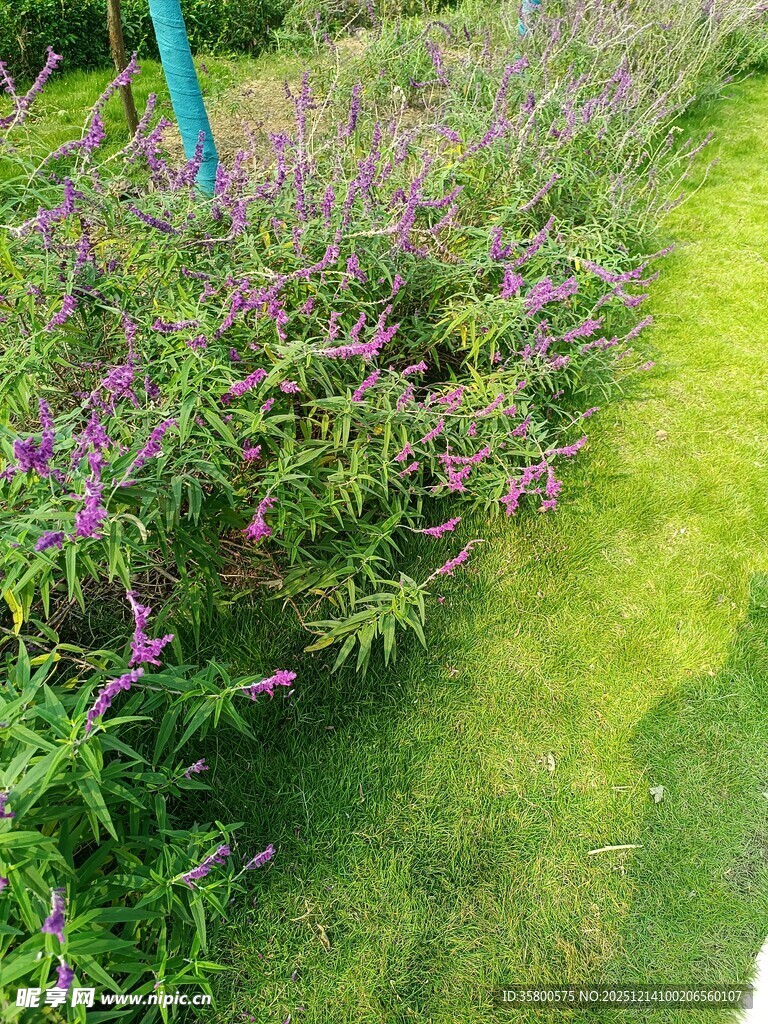 紫色花丛旁的翠绿草地