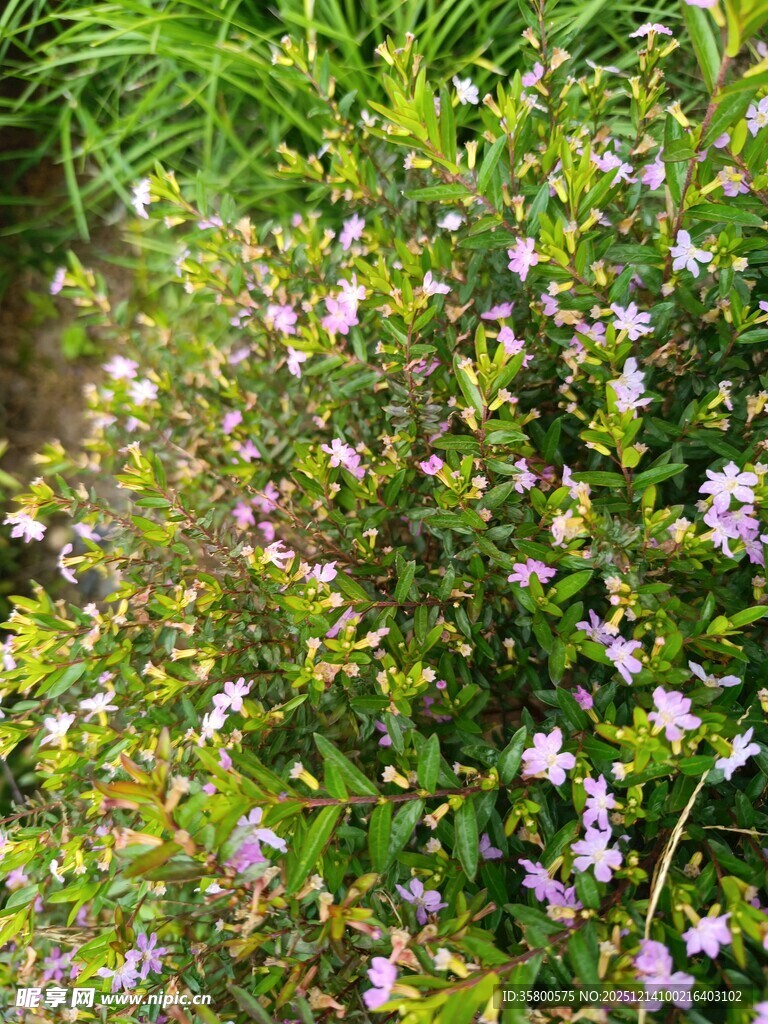 繁茂紫花绿植景观