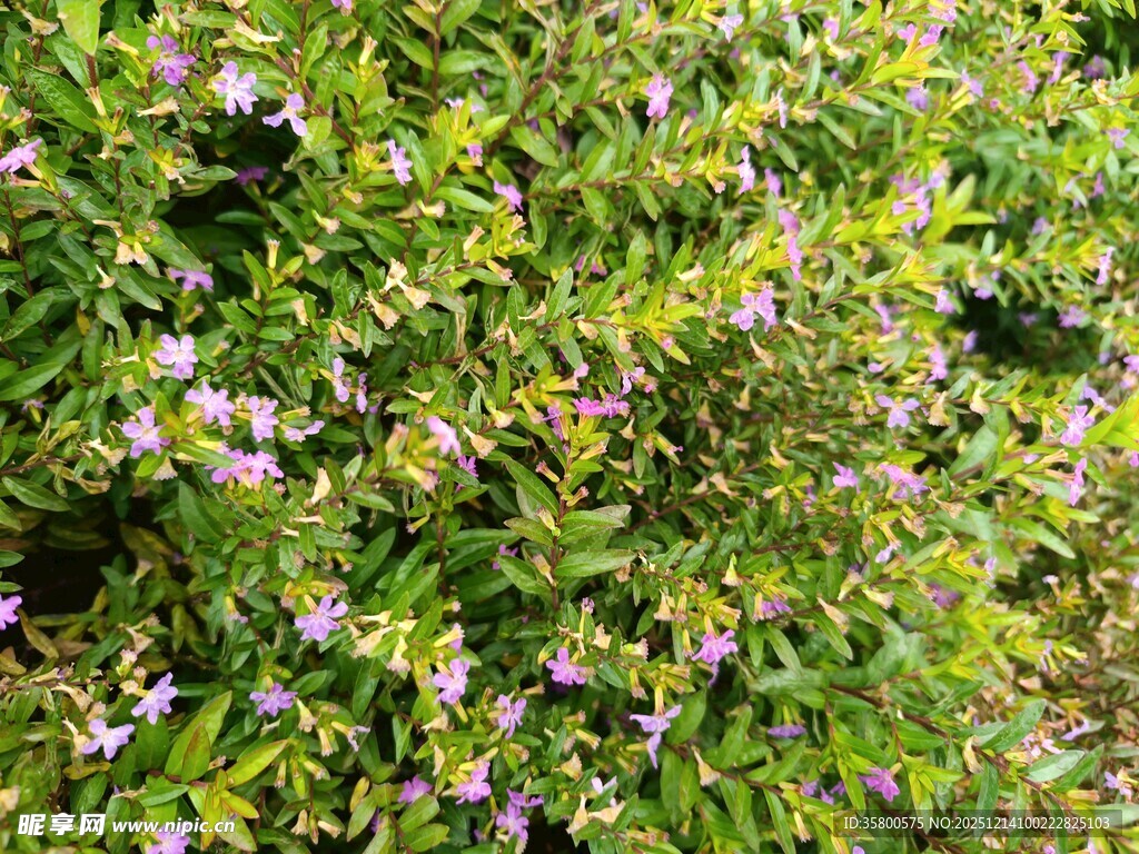 繁茂花丛中的紫色小花