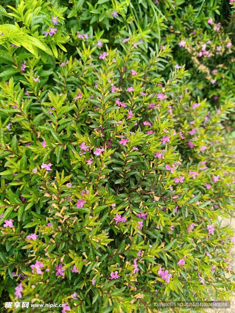 绿叶丛中的粉色小花