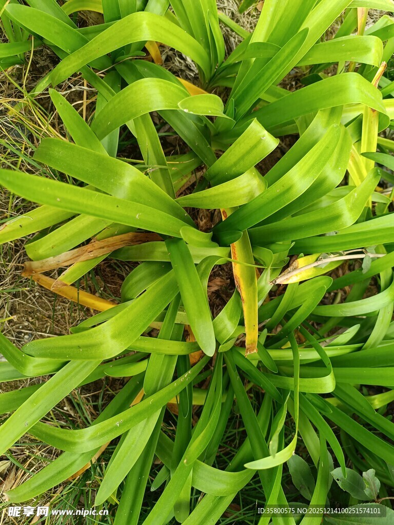 翠绿丛生的热带植物