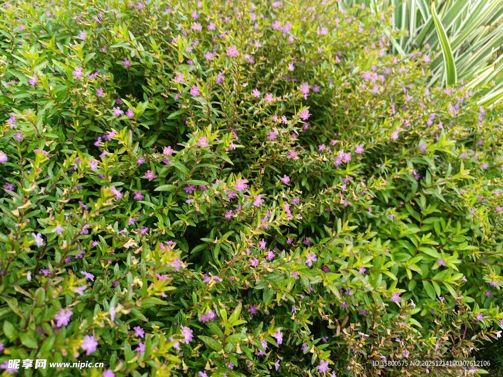 繁茂绿植中的零星小花
