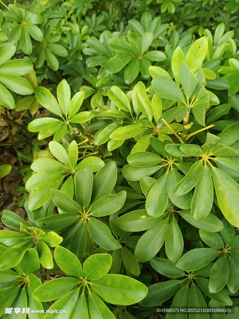 翠绿繁茂的绿叶植物