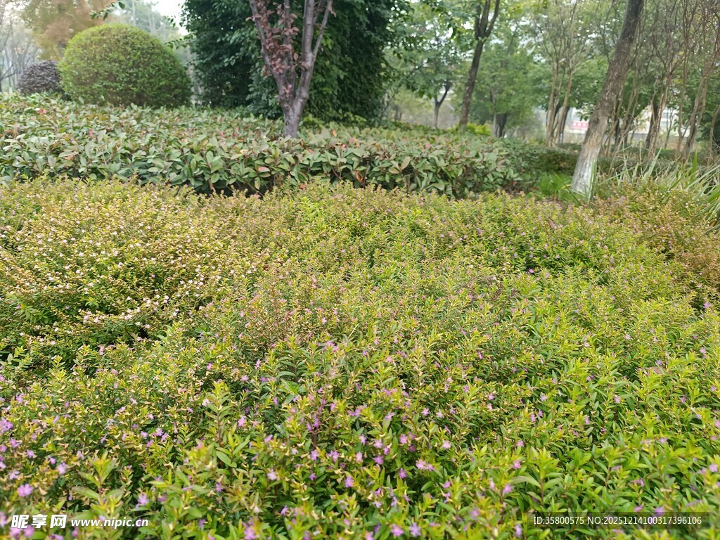 绿意盎然的园林植物景观