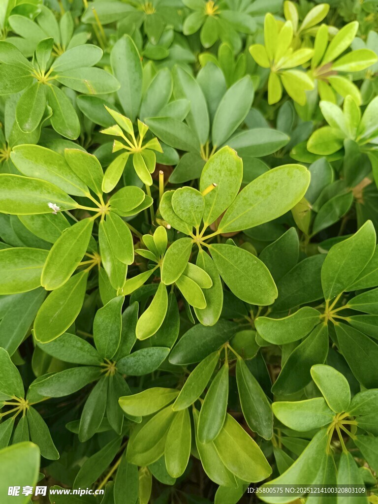 翠绿繁茂的植物叶片