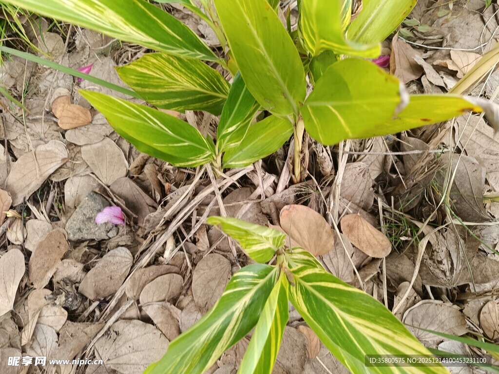 绿叶植物生长于碎石间