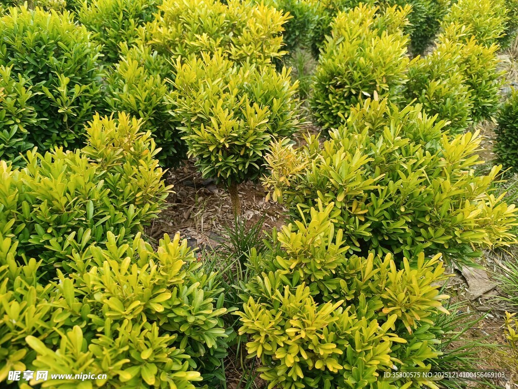 整齐排列的绿植苗木