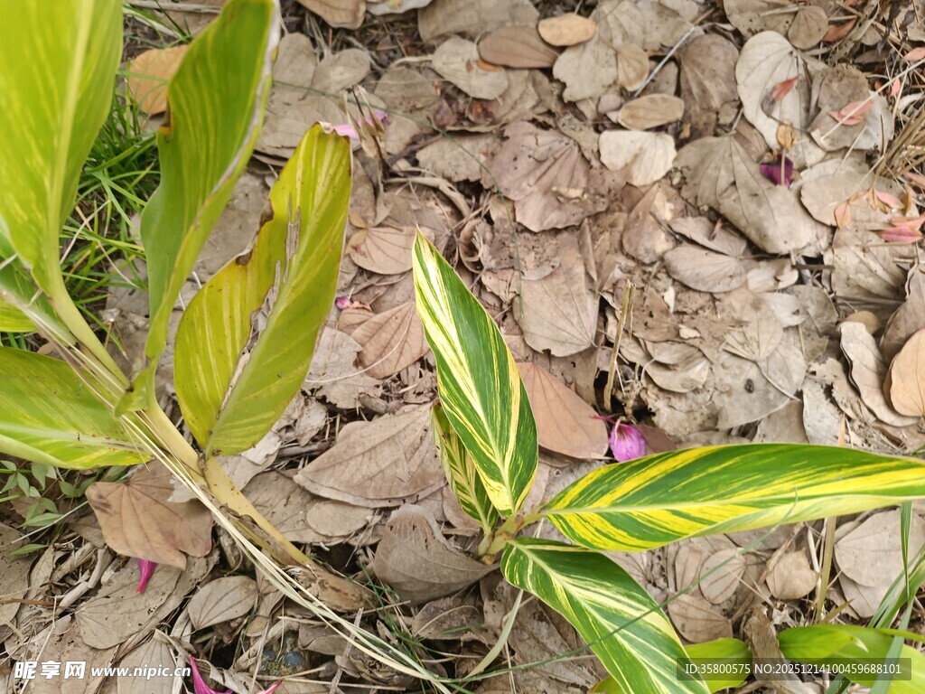 绿叶紫花植物特写