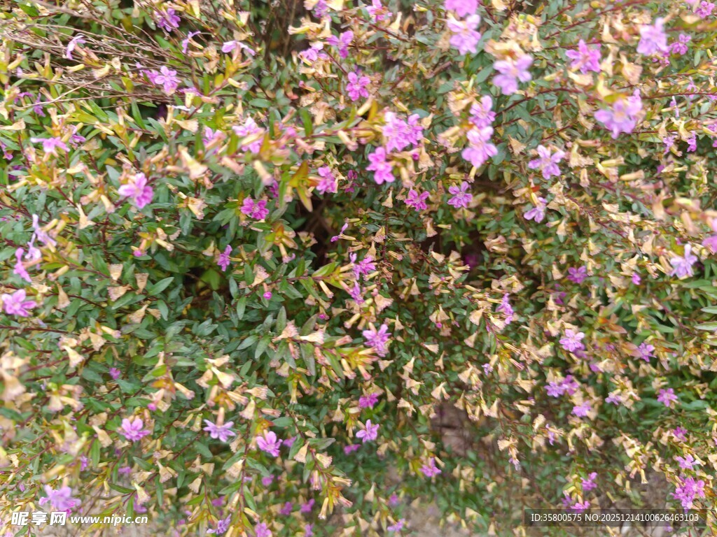 繁茂花丛中的粉紫色小花