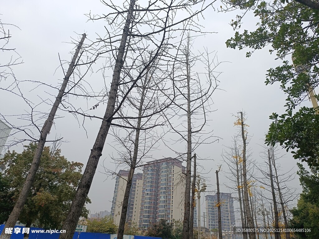 城市中光秃树木与高楼