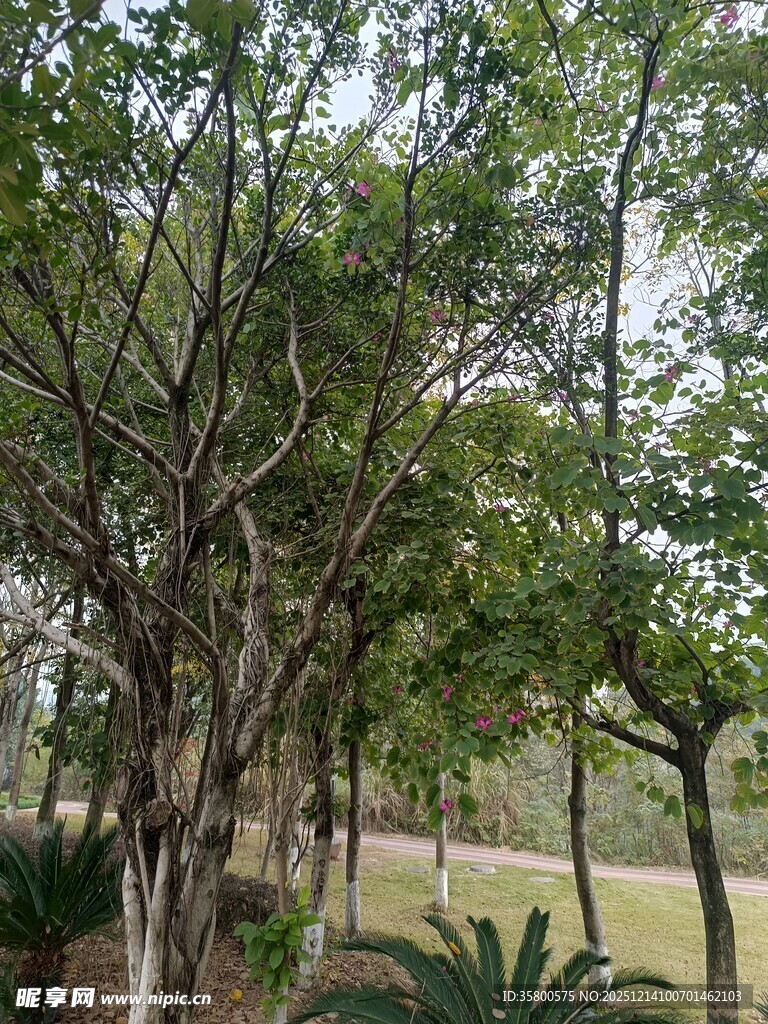 绿树成荫的户外景致