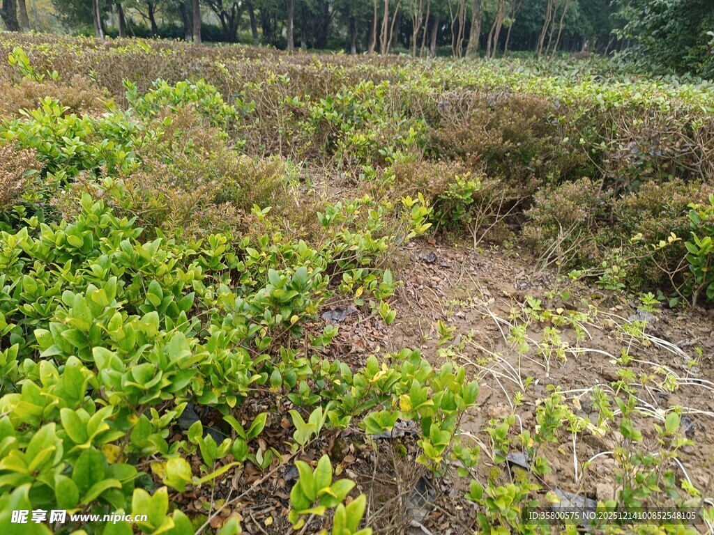 野外繁茂绿植景观