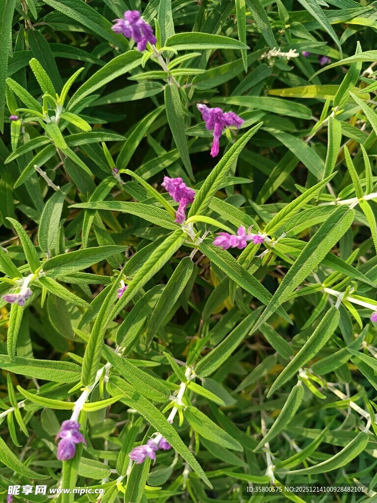 草丛中的紫色小花