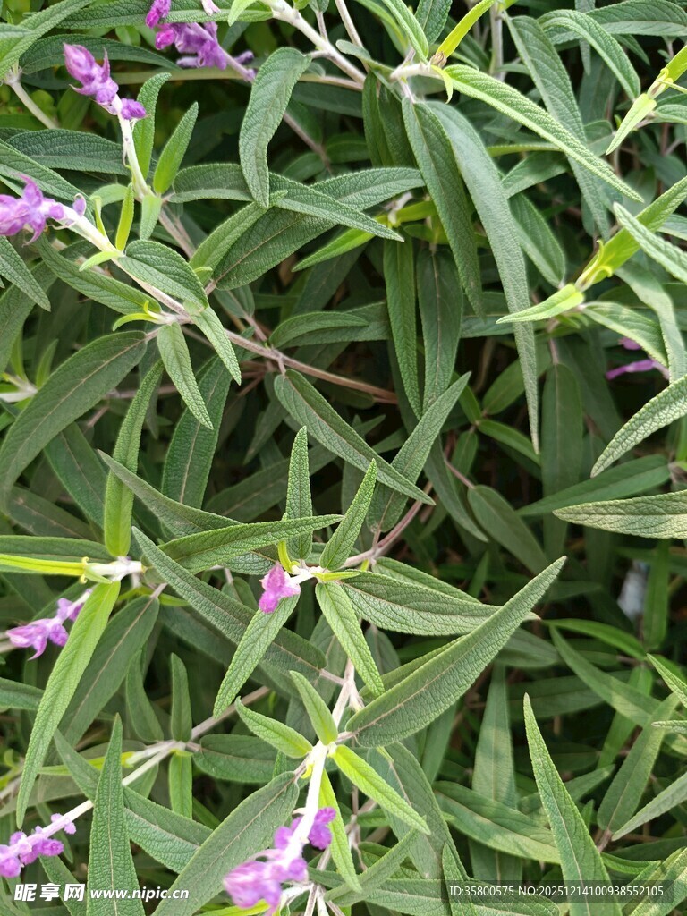 绿叶间的紫色小花