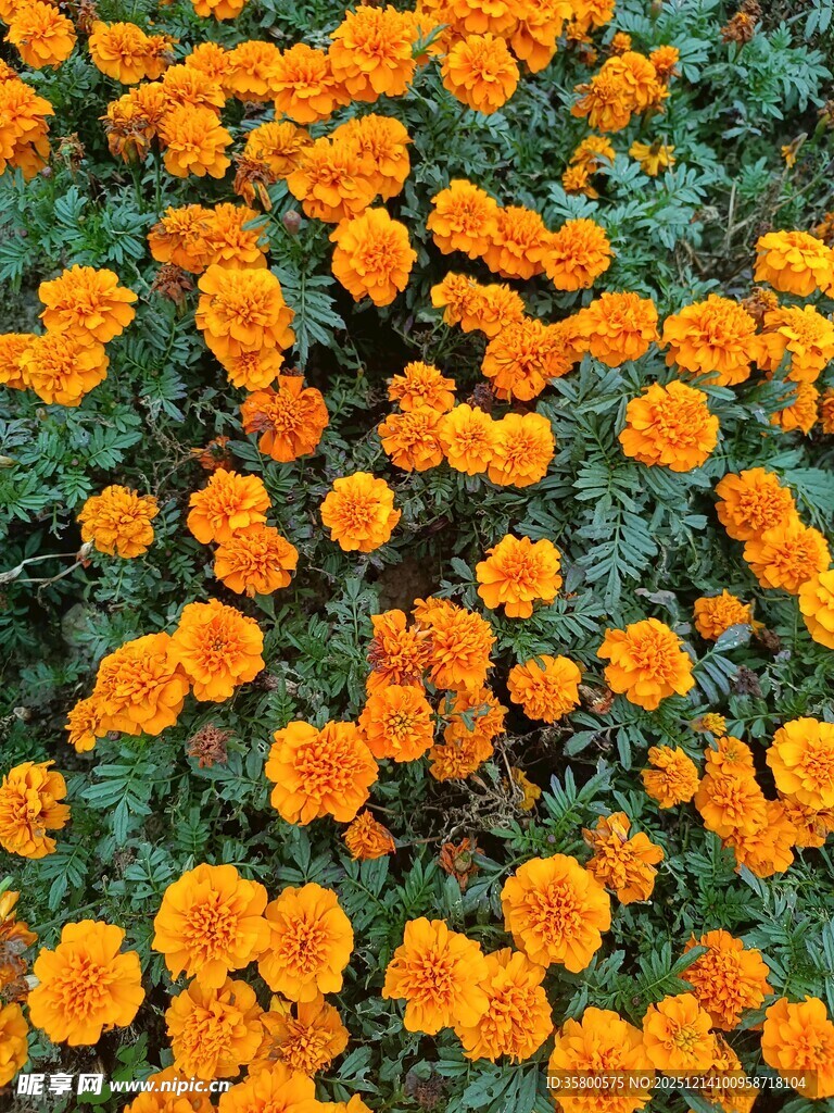 橙色万寿菊绽放美景