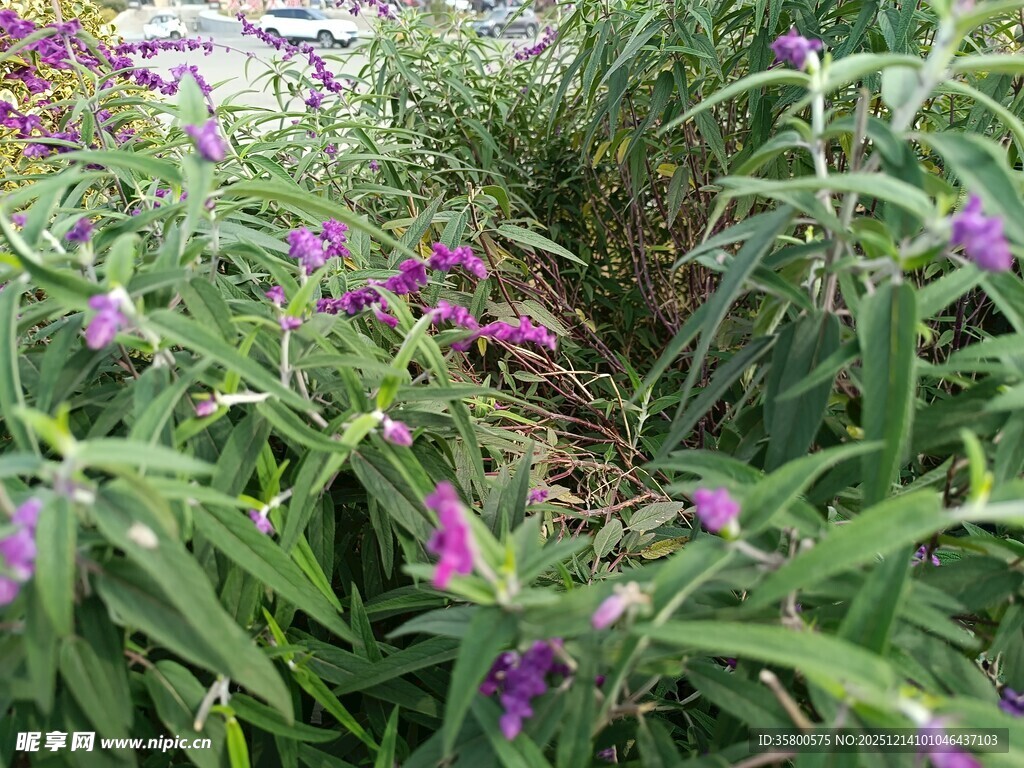 紫色野花绽放于草丛间