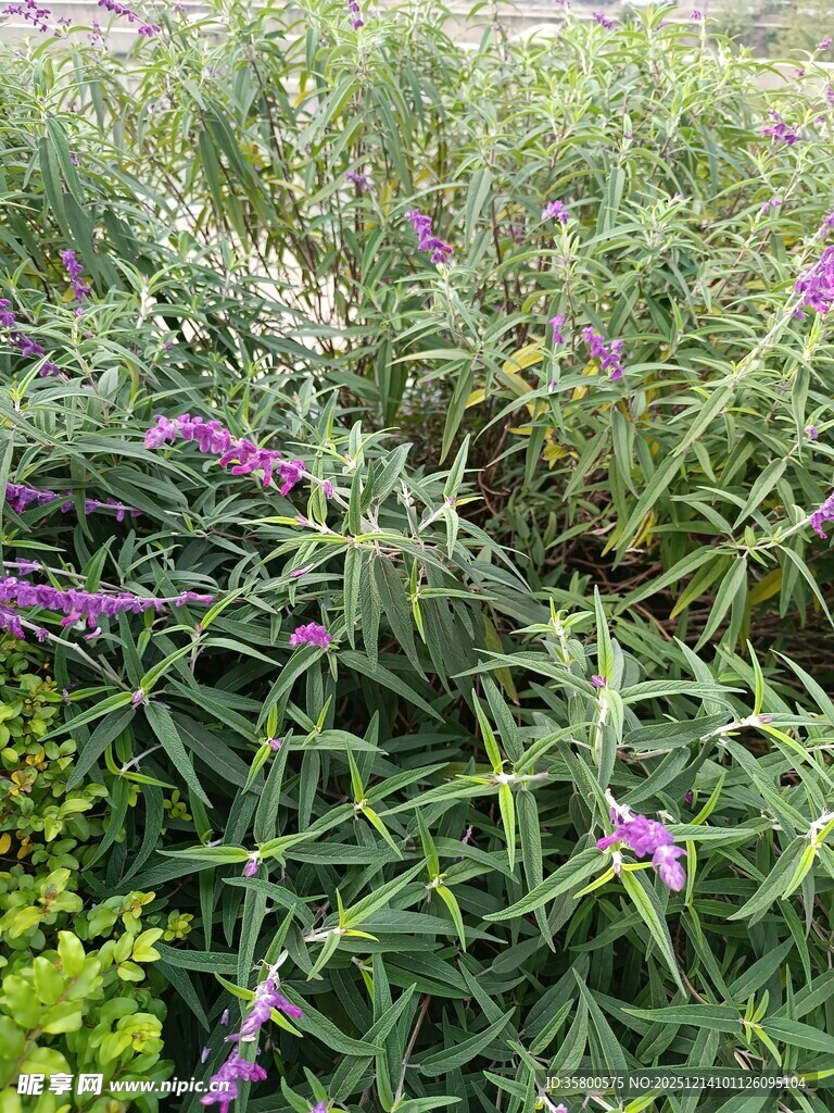 紫色花卉点缀绿色植物