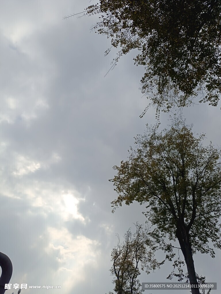 天空下的树木与斑驳云彩