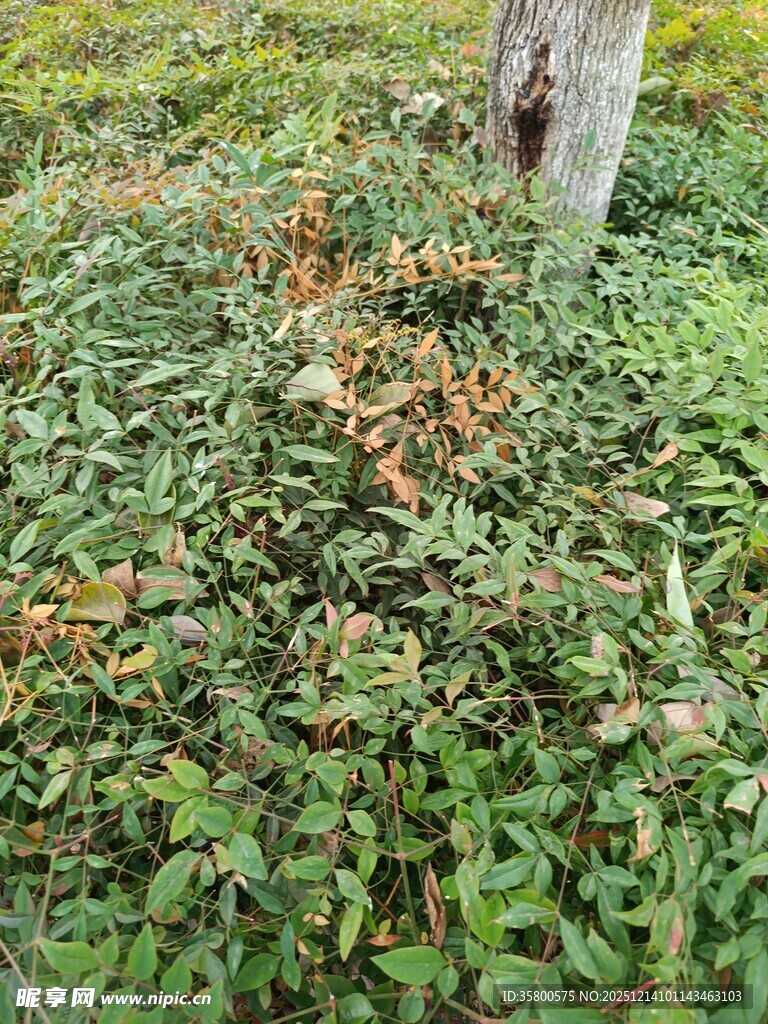 树下繁茂绿植景象