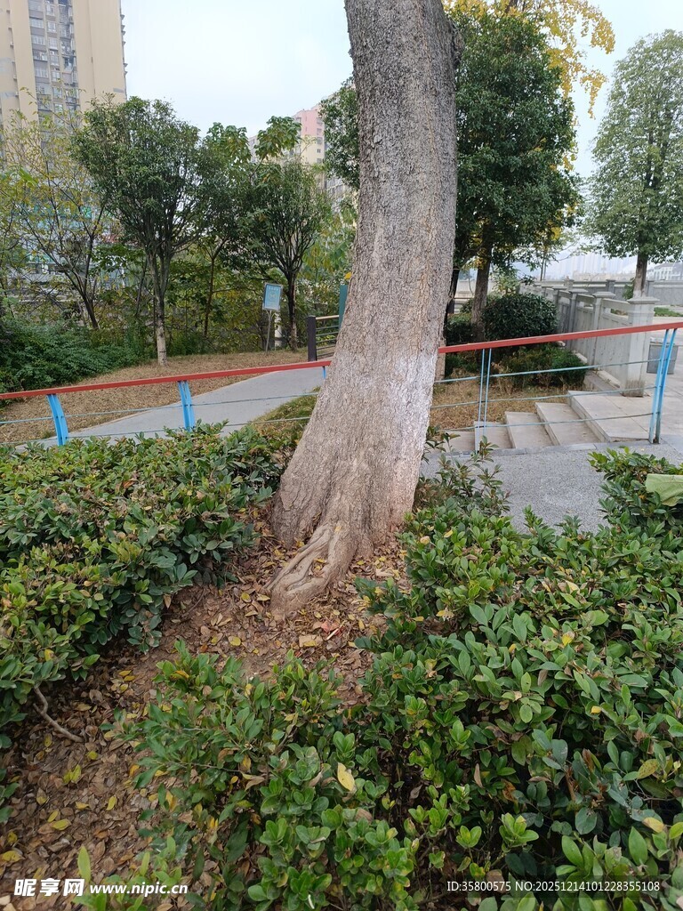 公园中大树与绿植景观