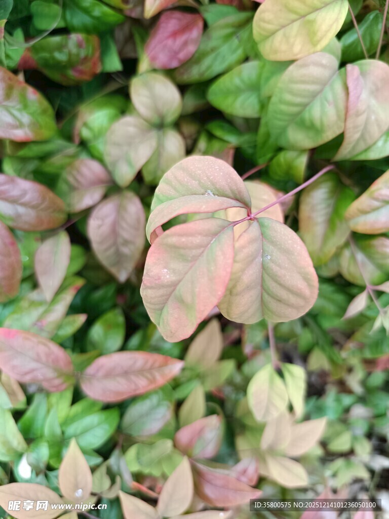 多彩斑斓的植物叶片